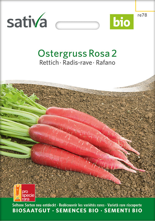 Sativa Rettich Ostergruss Rosa 2