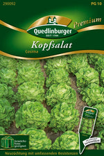 Quedlinburger Kopfsalat Cosima