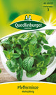 Quedlinburger Pfefferminze mehrjährig