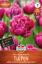 Premium Gefüllte Frühe Tulpe Margarita