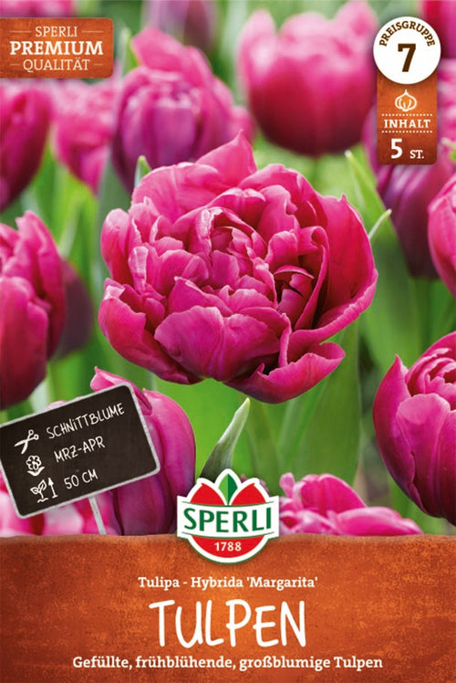 Premium Gefüllte Frühe Tulpe Margarita
