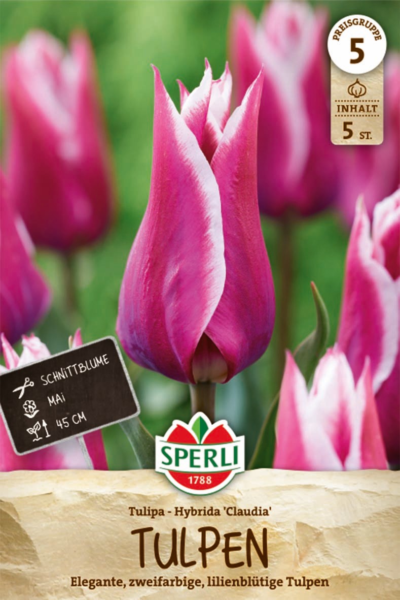 Lilienblütige Tulpe Claudia