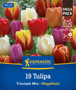 Mega-Pack Triumph-Tulpen Mischung