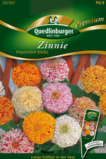 Quedlinburger Zinnie Pepermint Sticks