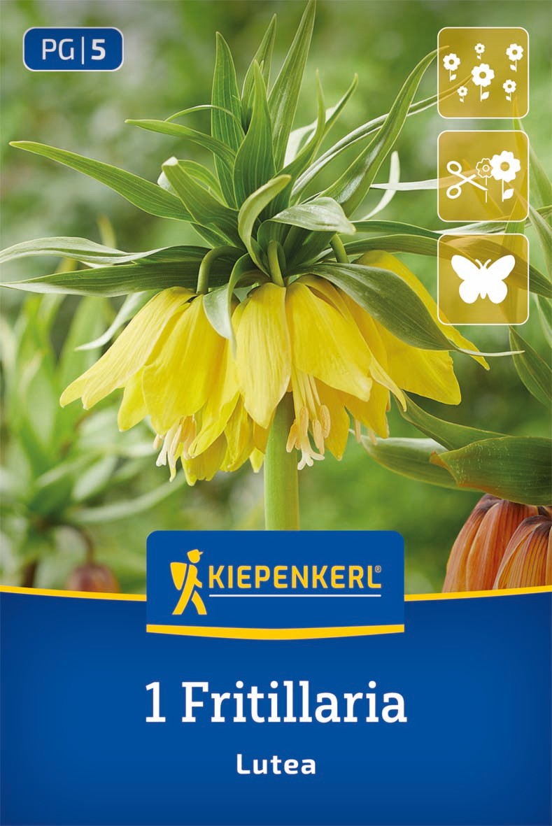 Kaiserkrone Lutea