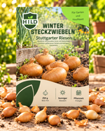 HILD Wintersteckzwiebel Stuttgarter Riesen 250 Gramm