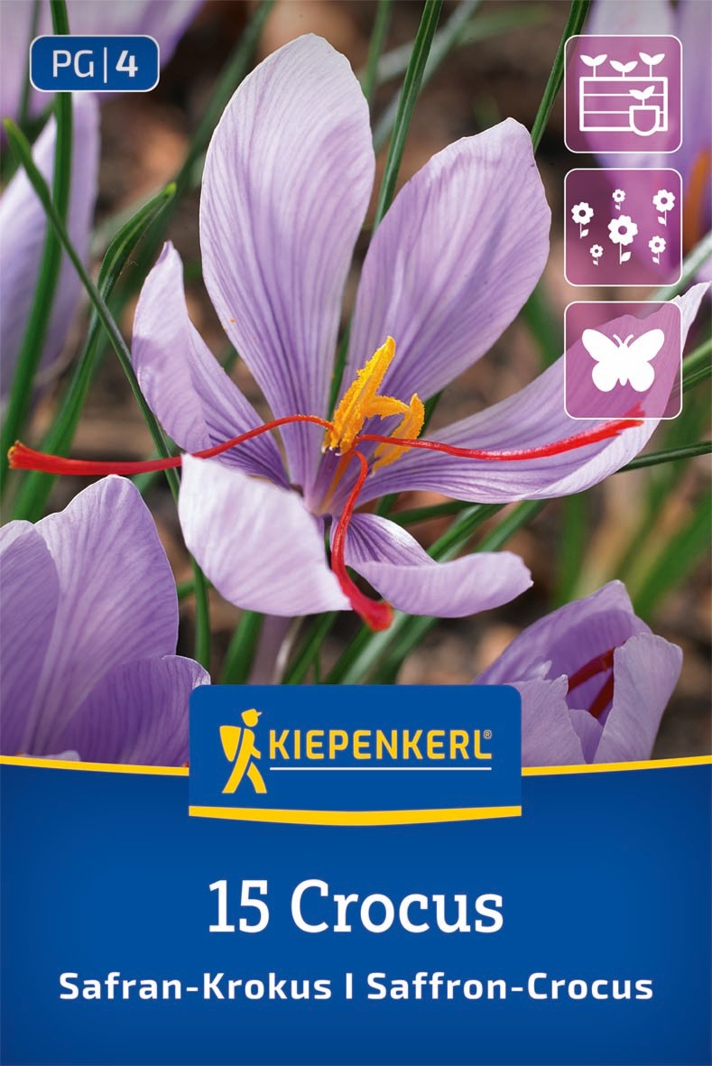 Safrankrokus