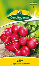 Quedlinburger Radieschen Saxa 2