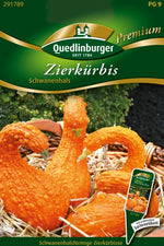 Quedlinburger Zierkürbis Schwanenhals