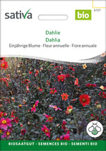 Sativa Dahlie