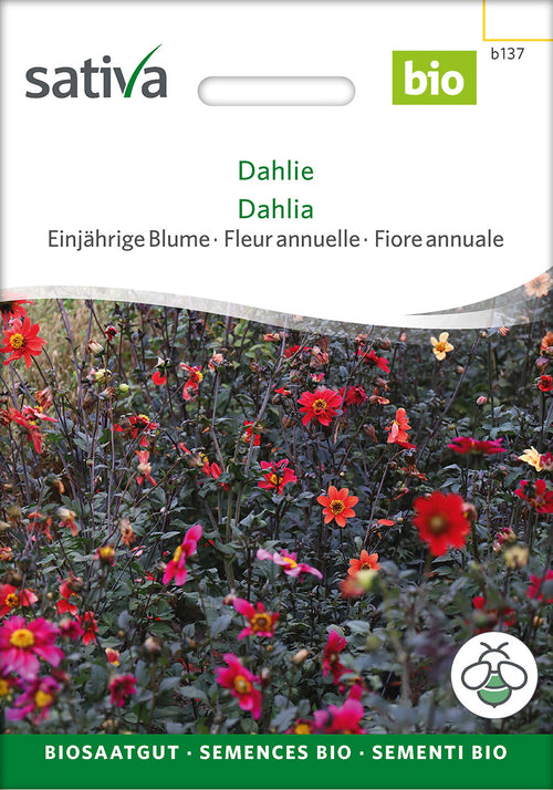 Sativa Dahlie