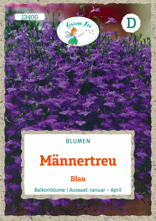 Grüne Fee Männertreu Blaue Lobelie