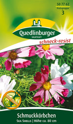 Quedlinburger Cosmee Sea Shells