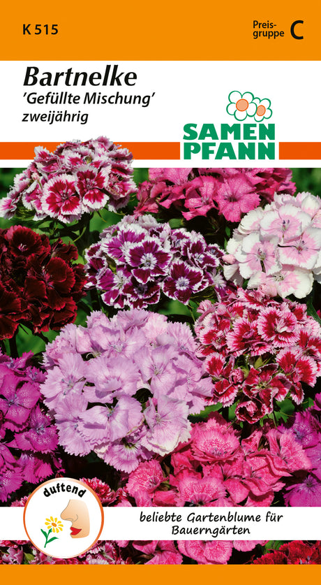 Samen Pfann Bartnelke Gefüllte Mischung zweijährig