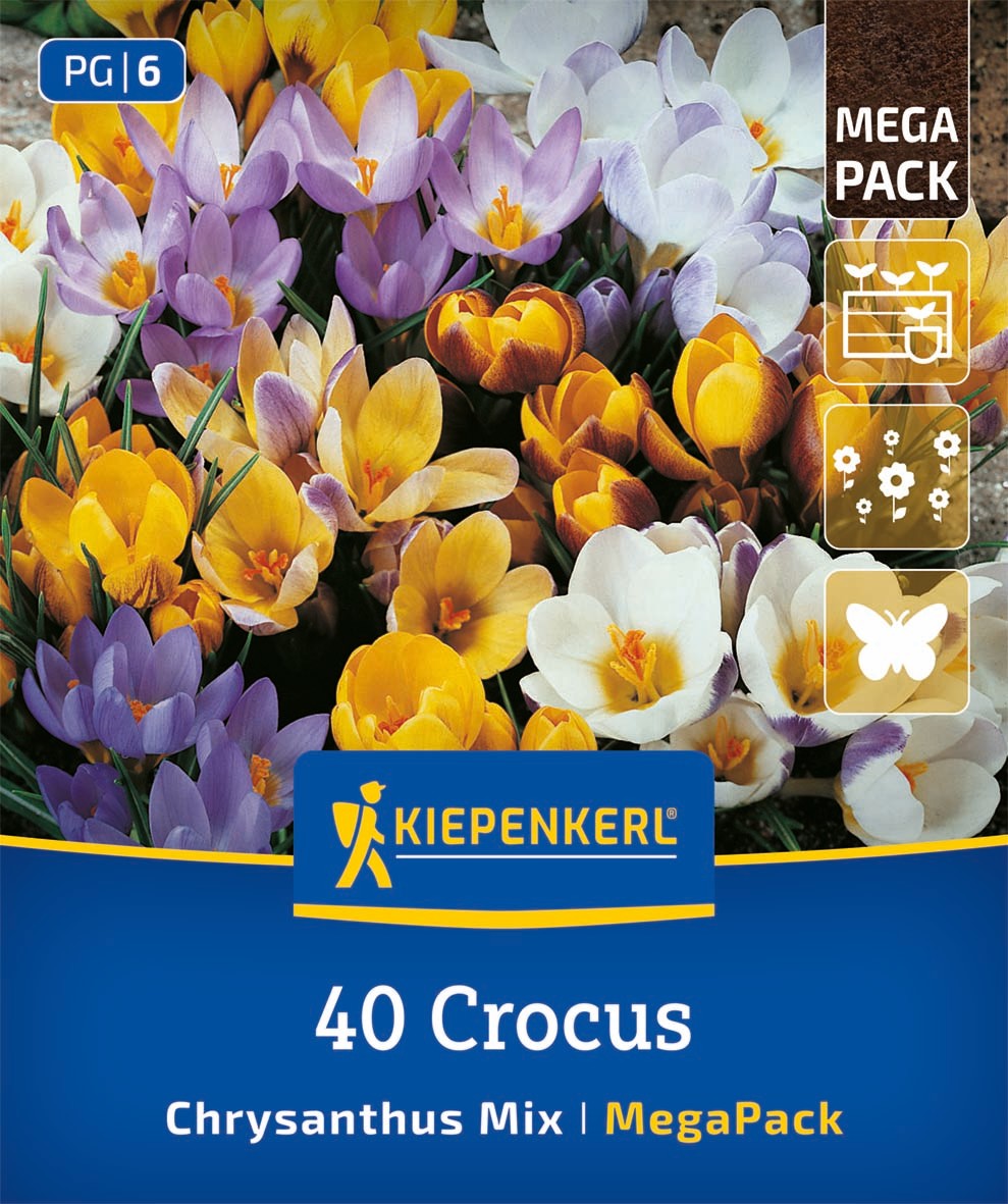 Mega-Pack Botanische Krokusmischung