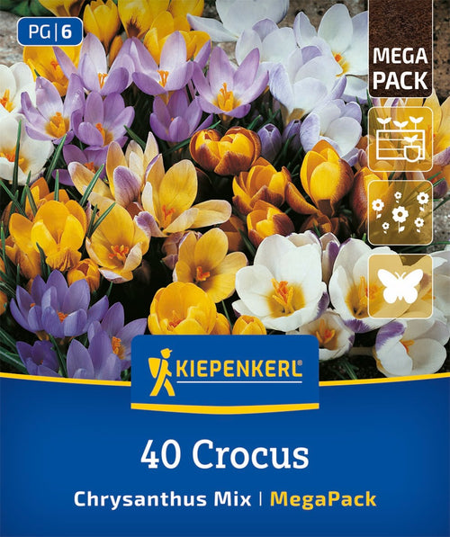 Mega-Pack Botanische Krokusmischung