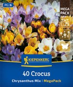 Mega-Pack Botanische Krokusmischung