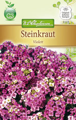 N.L. Chrestensen Lobularia Steinkraut Alyssum, violett