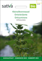 Sativa Urtica urens Kleine Brennnessel