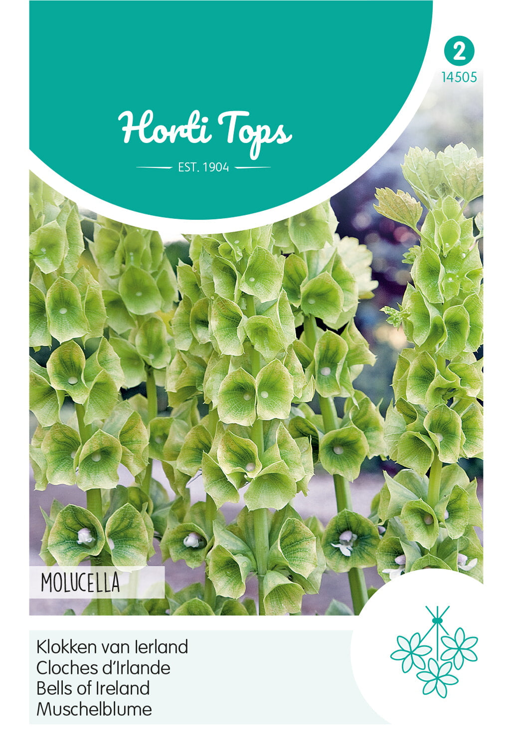 Horti Tops Muschelblume Irlandglocke