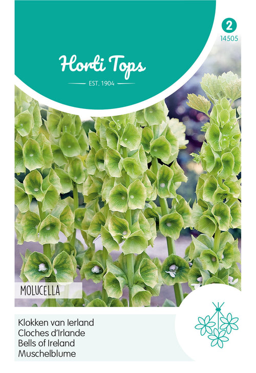 Horti Tops Muschelblume Irlandglocke