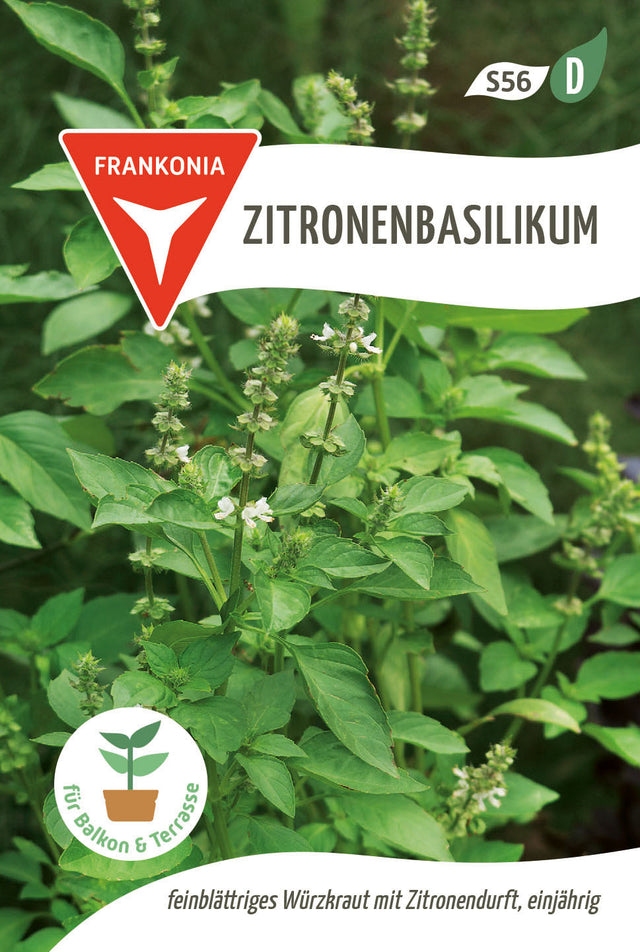 Frankonia Samen Zitronenbasilikum