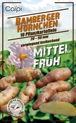 Pflanzkartoffel Bamberger Hörnchen 10 Stück