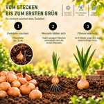 HILD Wintersteckzwiebel Senshyu Yellow 250 Gramm