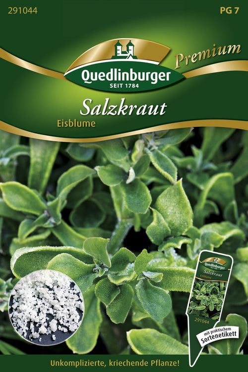 Quedlinburger Salzkraut  Eisblume