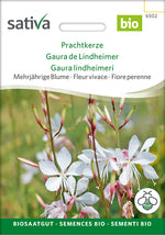 Sativa Prachtkerze