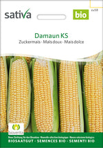 Sativa Zuckermais Damaun KS