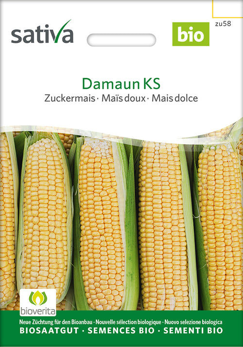 Sativa Zuckermais Damaun KS