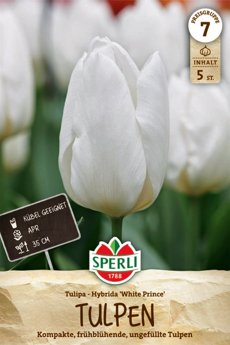 Einfache Frühe Tulpe White Prince