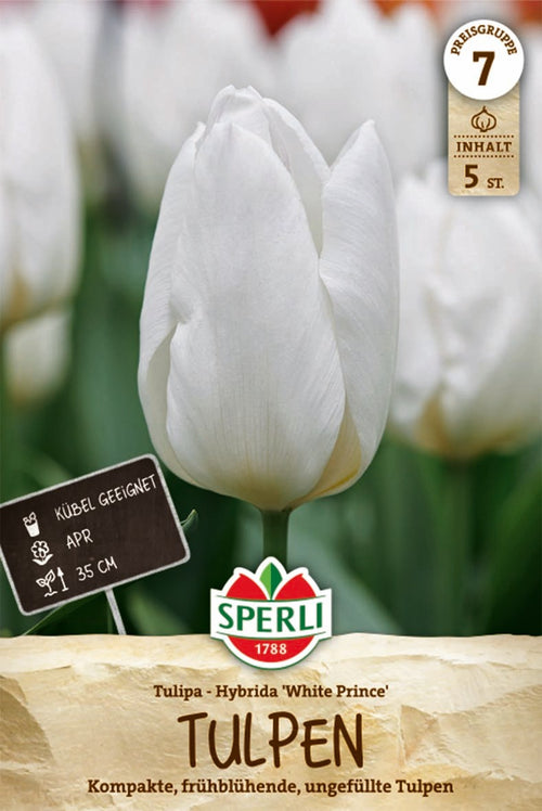 Einfache Frühe Tulpe White Prince