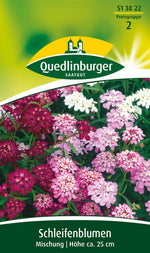 Quedlinburger Schleifenblume Mischung
