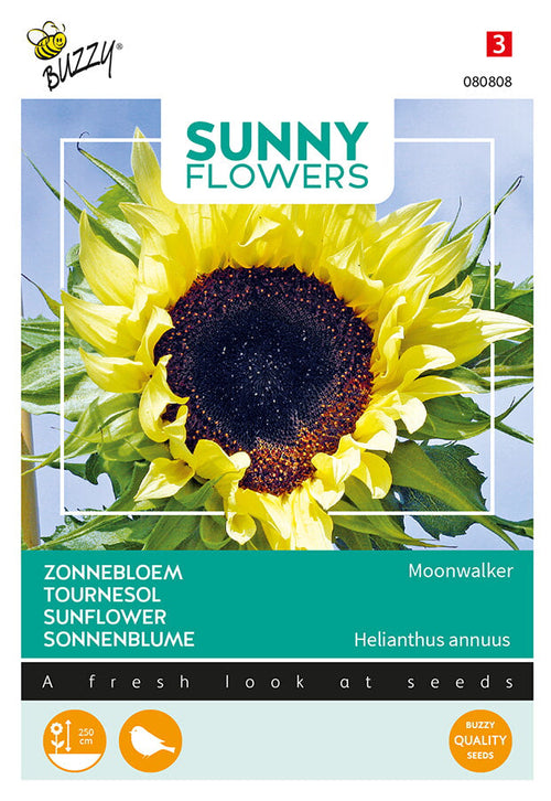 Buzzy Seeds Sonnenblume Moonwalker