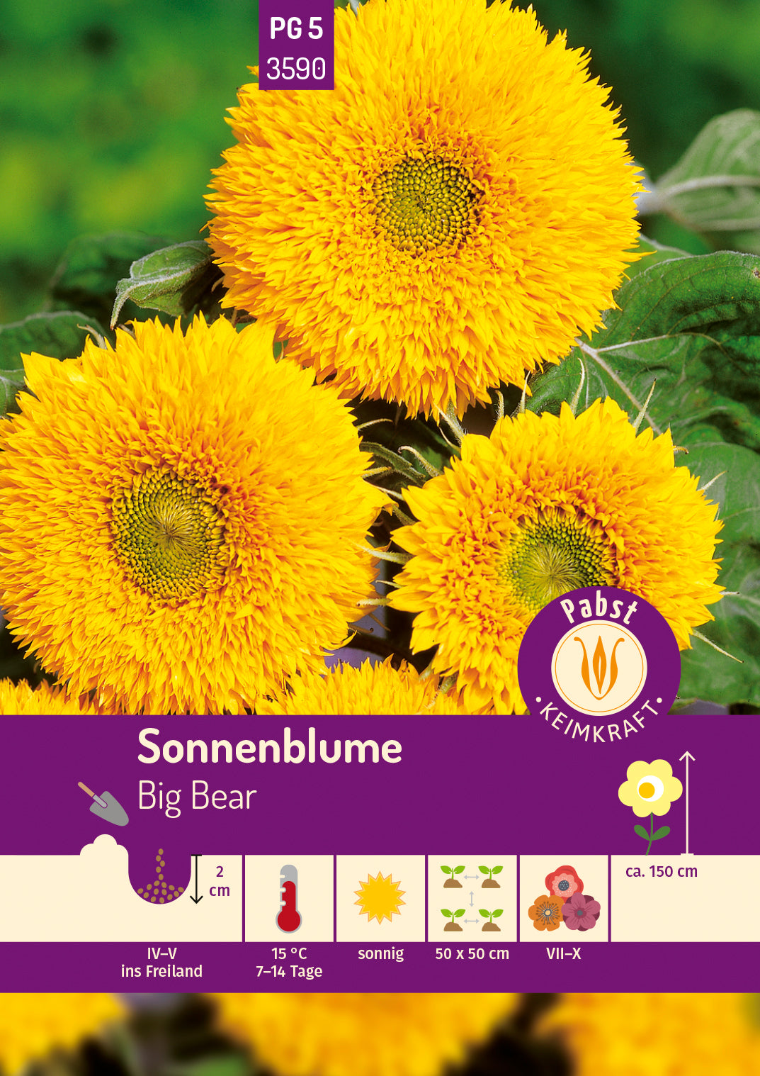 Pabst Keimkraft Sonnenblumen Hohe Sonnengold