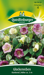 Quedlinburger Glockenreben ranked blau