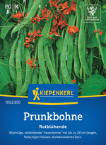 Kiepenkerl Prunkbohnen Rotblühende