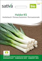 Sativa Herbstlauch Haldor KS