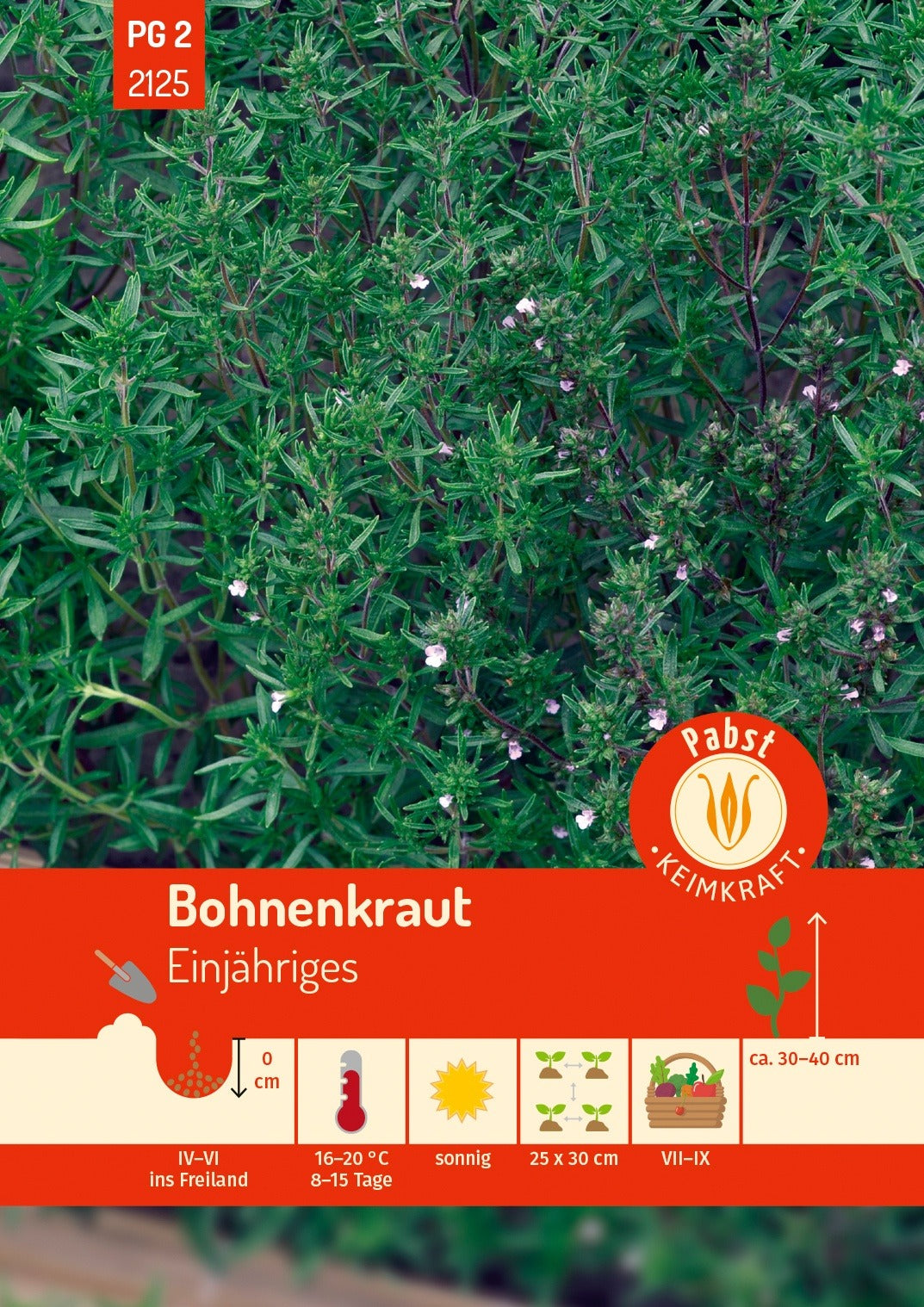 Pabst Keimkraft Bohnenkraut Einjähriges
