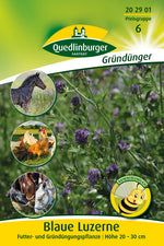 Quedlinburger Gründüngung Blaue Luzerne