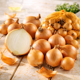 Caipi Steckzwiebeln Stuttgarter Riesen