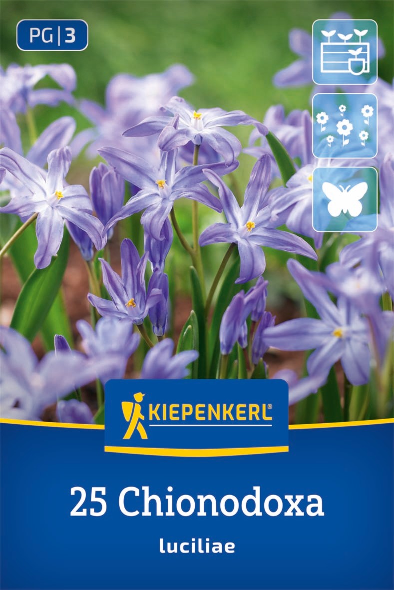 Schneeglanz