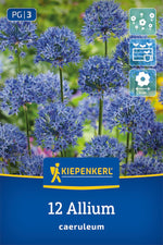 Zierlauch A. caeruleum