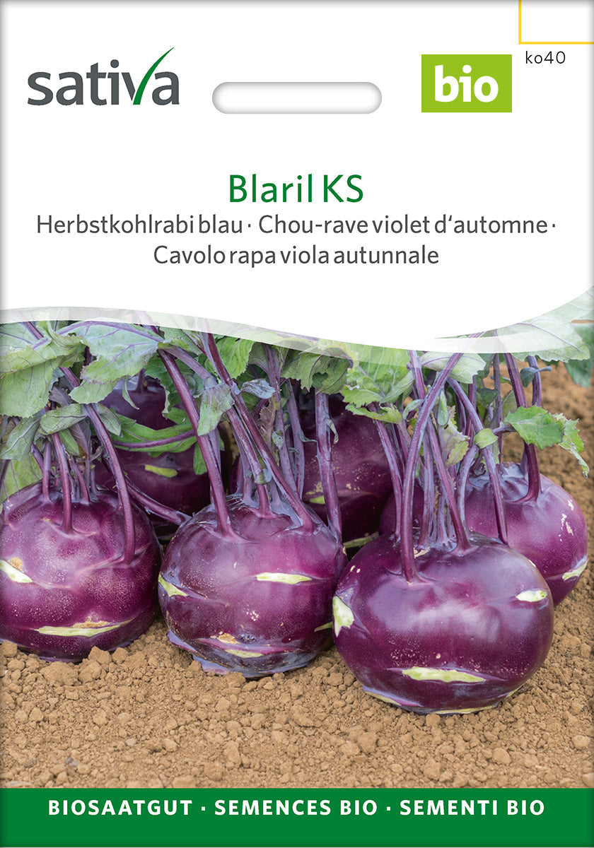 Sativa Herbstkohlrabi blau Blaril KS