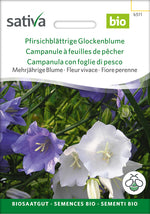 Sativa Pfirsichblättrige Glockenblume