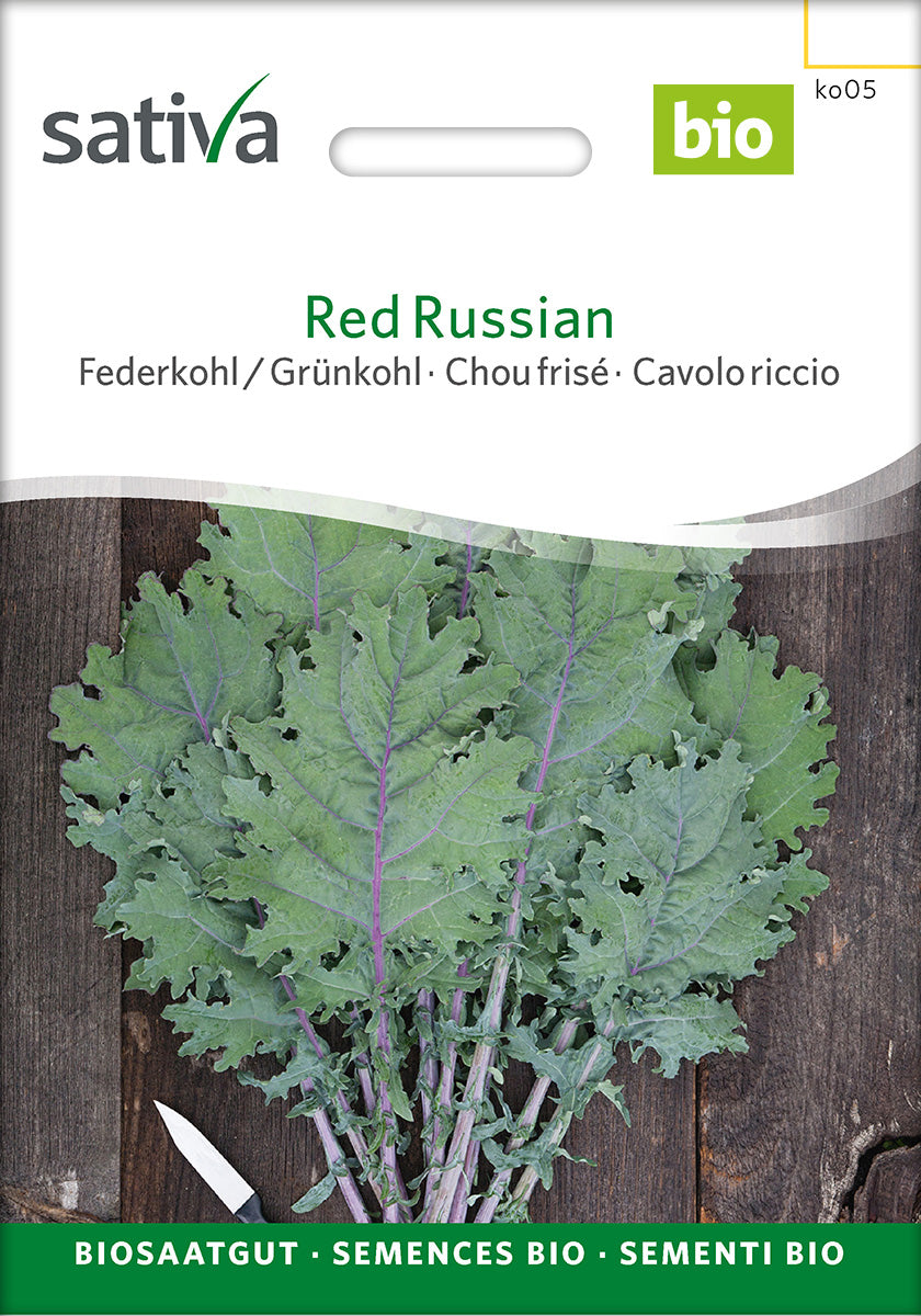 Sativa Federkohl / Grünkohl Red Russian