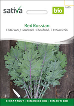 Sativa Federkohl / Grünkohl Red Russian