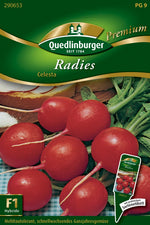 Quedlinburger Radieschen Celesta